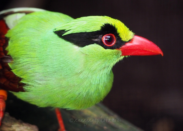 20190121-javan-green-magpie.jpg