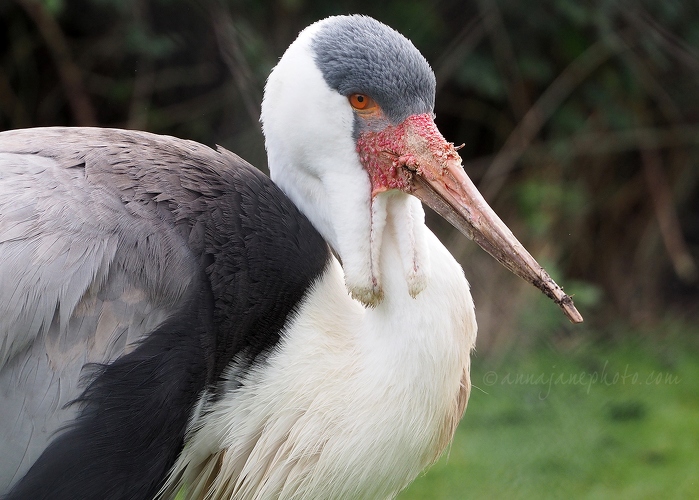 20190121-wattled-crane-2.jpg