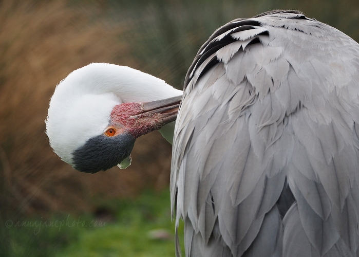 20190121-wattled-crane-1.jpg