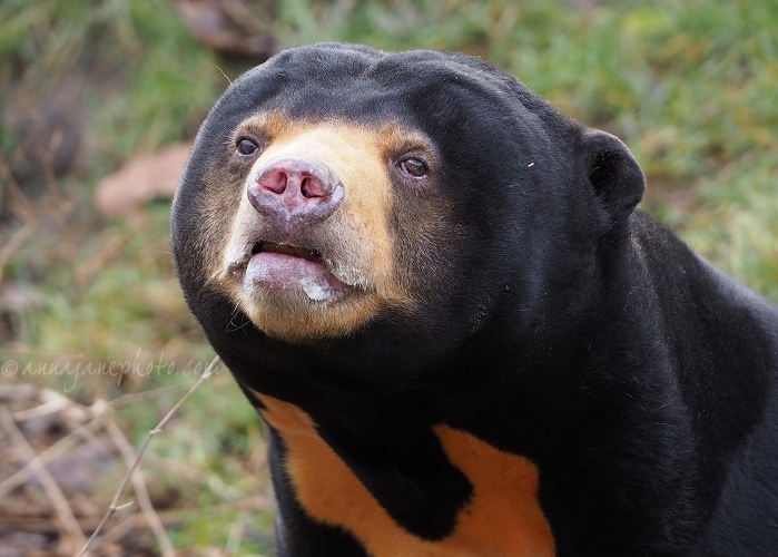 20190121-sun-bear-toni.jpg