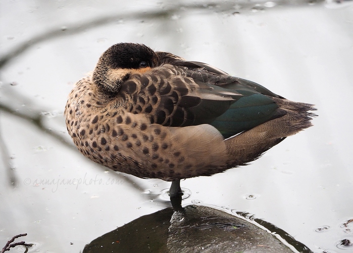 20190121-hottentot-teal.jpg