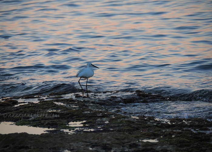 20190629-little-egret.jpg