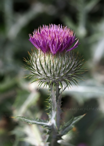 20190815-thistle.jpg