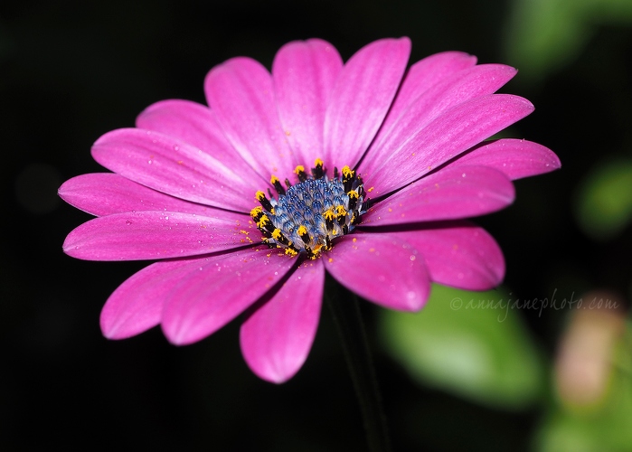 20190724-african-daisy.jpg