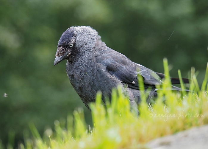 20190816-jackdaw.jpg