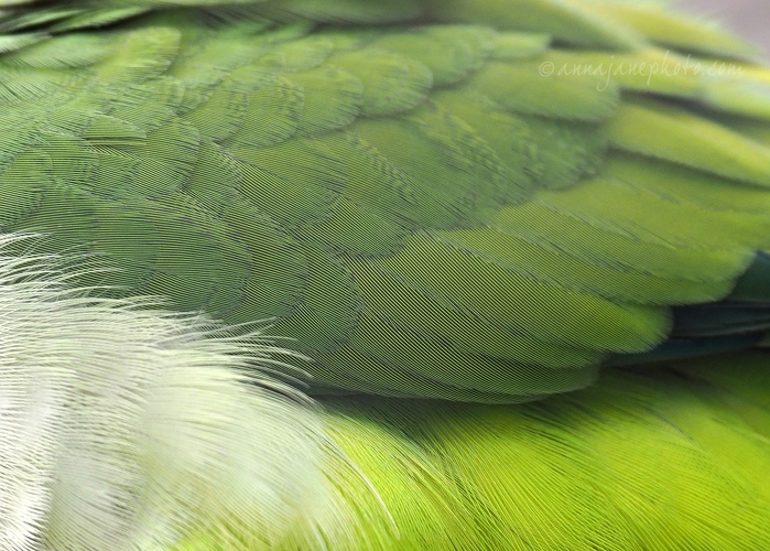 20190928-quaker-parrakeet-feathers.jpg