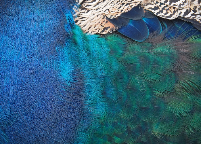 20190928-peacock-feathers.jpg
