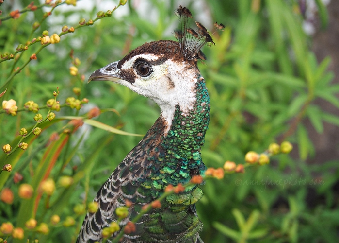 20190928-peahen.jpg