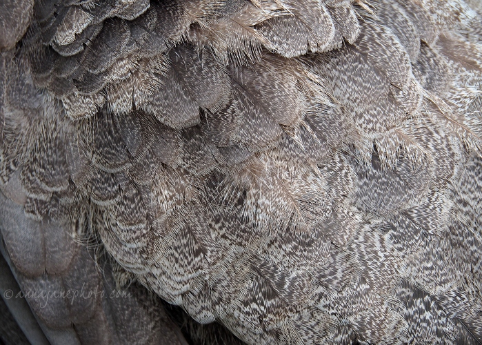 20190928-peahen-feathers.jpg