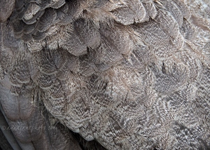 Peahen Feathers