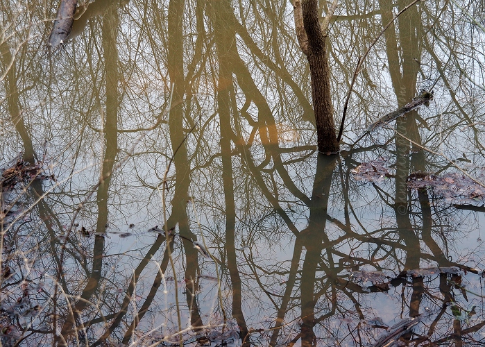 20191230-hedgeapple-trail-reflections.jpg