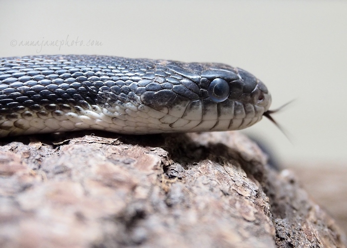 20191227-black-rat-snake.jpg