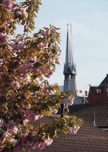 20200414-nordic-church-and-blossom.jpg