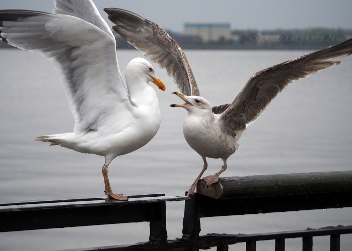 20200428-herring-gull-fight.JPG