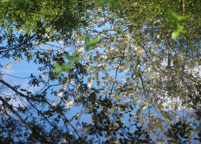 20200420-blossom-reflections.jpg