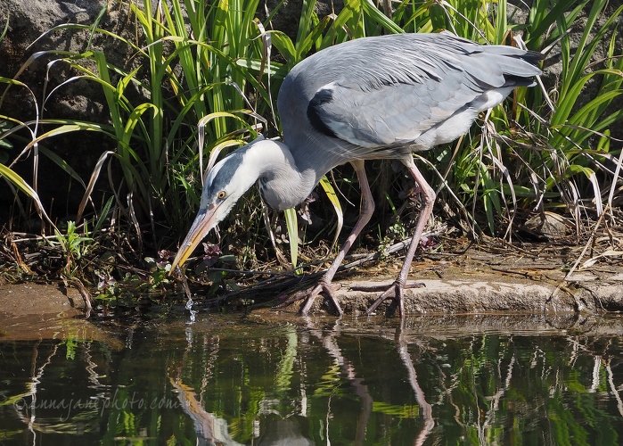 20200420-heron-fishing-2.JPG