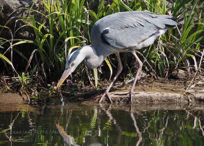 20200420-heron-fishing-2.JPG