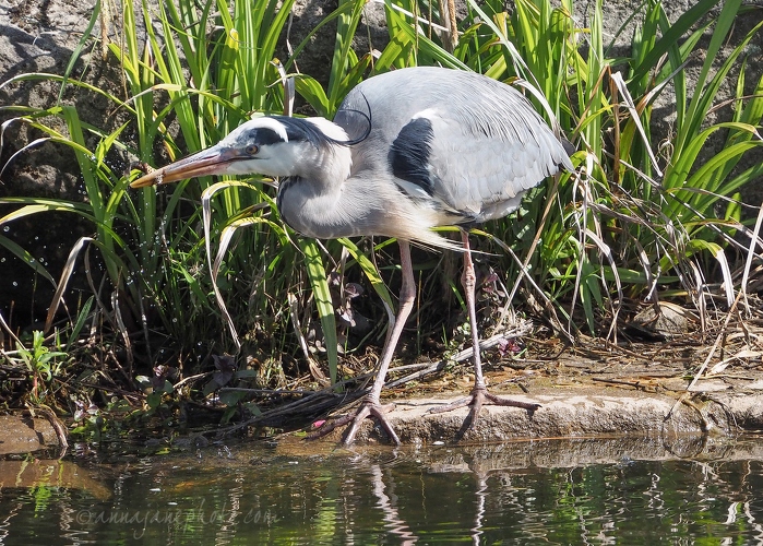 20200420-heron-fishing-1.JPG