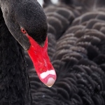 20200504-black-swan.JPG
