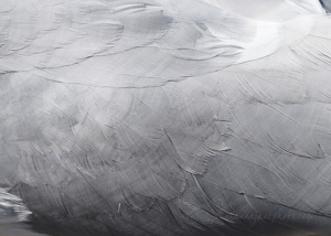 Gull Feathers