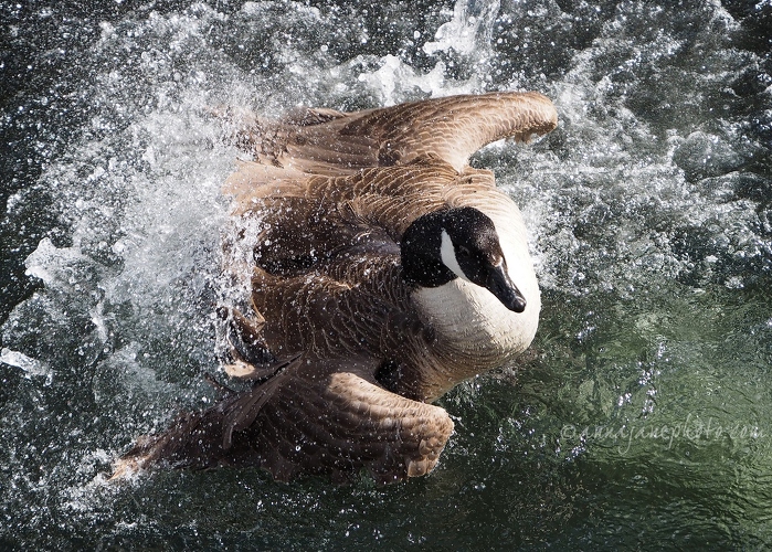 20200511-goose-bathing-1.JPG