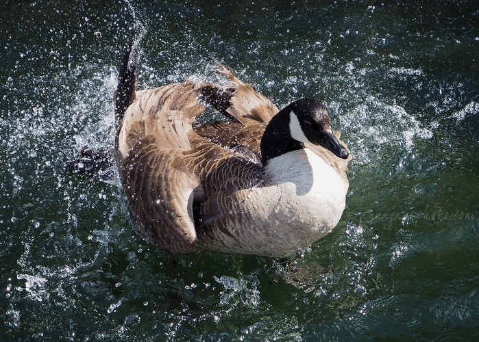 20200511-goose-bathing-2.JPG