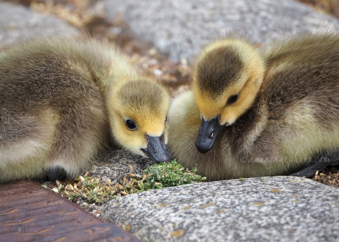 20200513-goslings.JPG