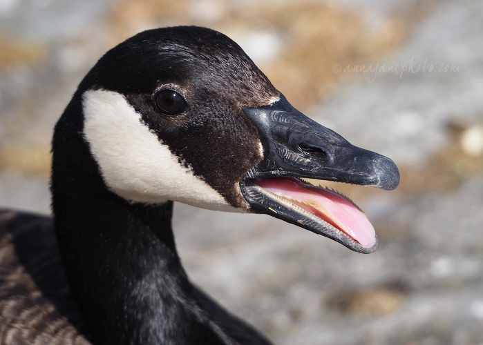 20200530-canada-goose.JPG