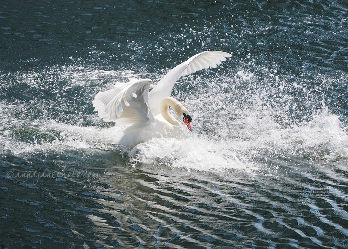 20200602-mute-swan.JPG