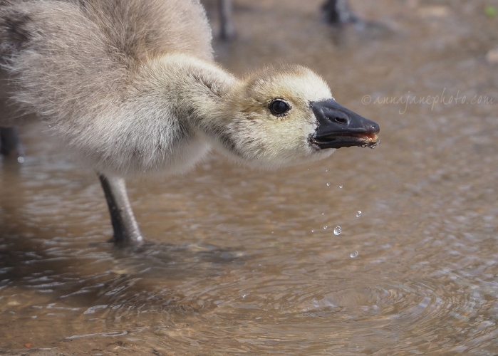 20200606-gosling-drinking-2.JPG