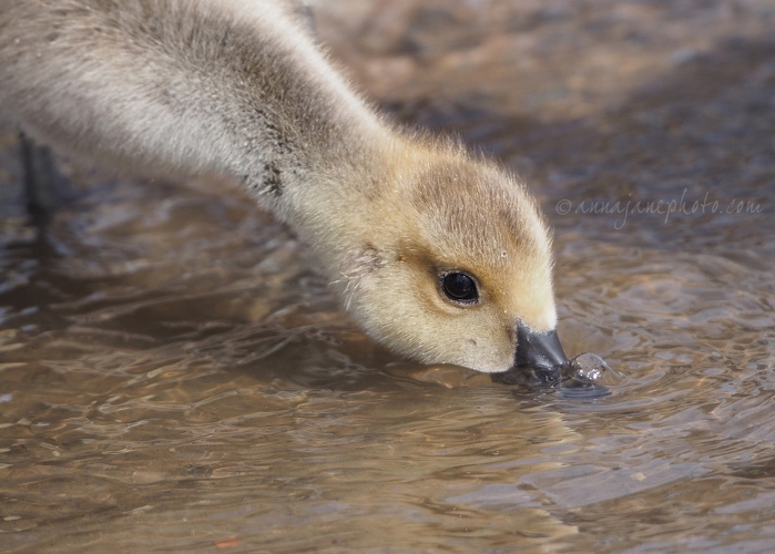 20200606-gosling-drinking-1.JPG