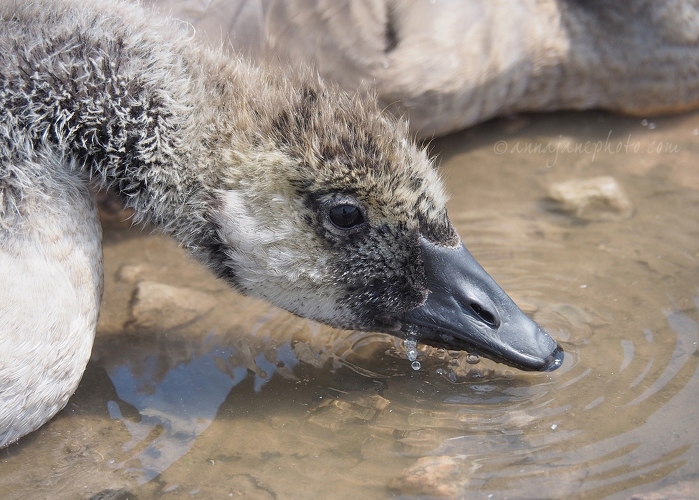 20200626-juvenile-goose-drinking.JPG