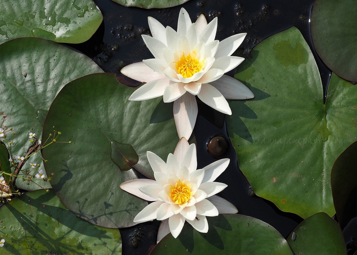 20200813-water-lilies.JPG