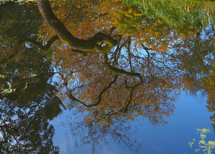 20201025-sefton-park-reflections.jpg