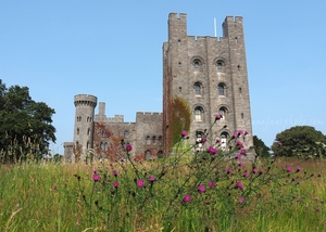 Penrhyn Castle & Thistles