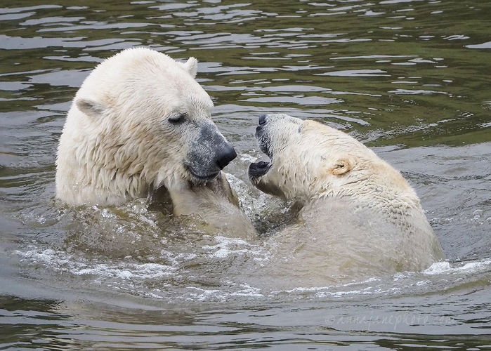 20200702-polar-bears-3.jpg