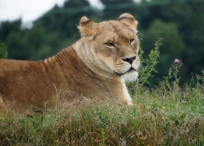 20200702-lioness.JPG