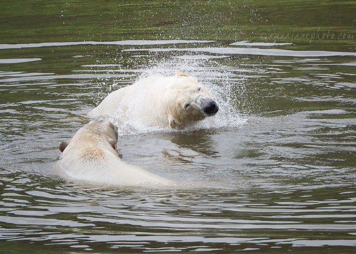 20200702-polar-bears-1.JPG