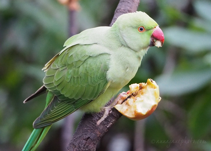 20201117-parakeet.jpg