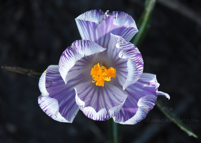 20210228-crocus.jpg