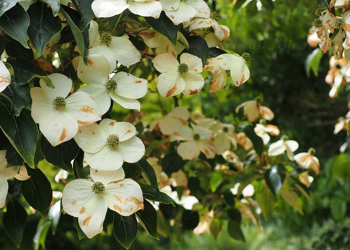 20210614-cornus-kousa.jpg