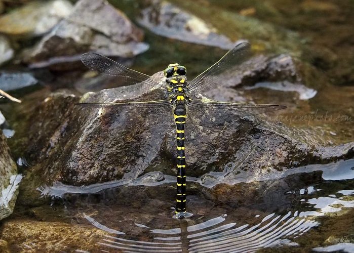 20210712-golden-ringed-dragonfly.jpg