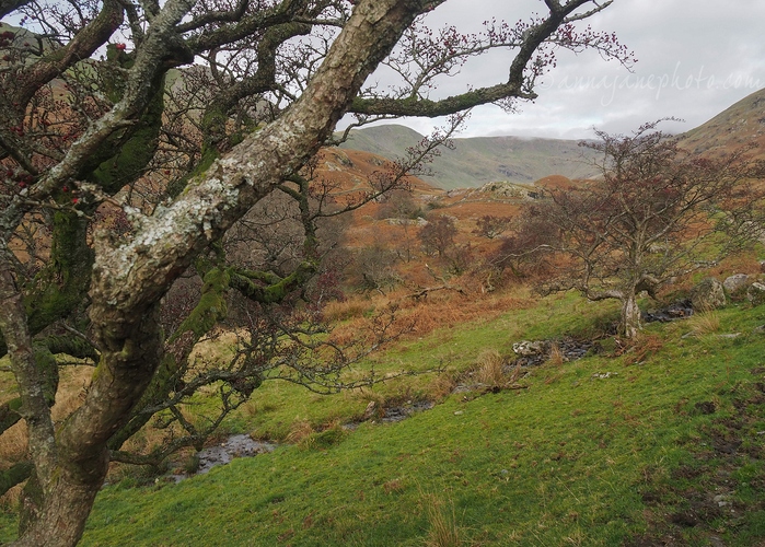 20211114-rydal-beck.jpg