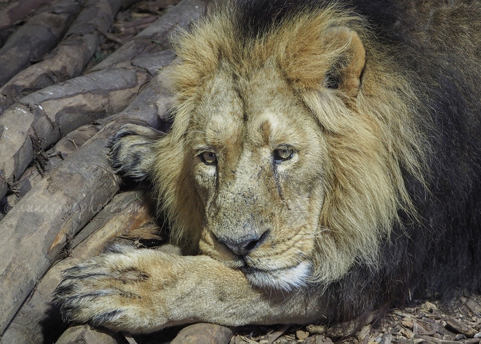 20211229-lion-1.jpg