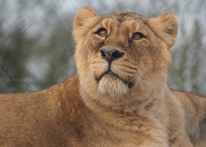 20211229-lioness.jpg