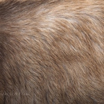 20220404-goat-hair.jpg