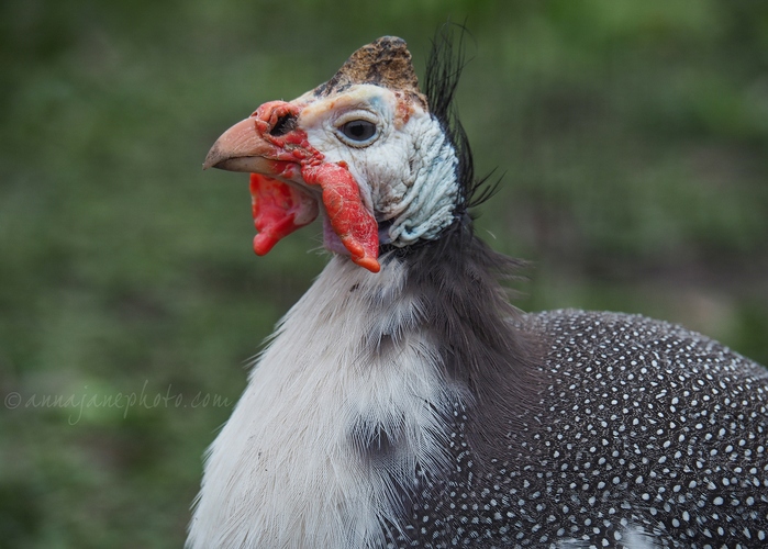 20220404-guineafowl.jpg