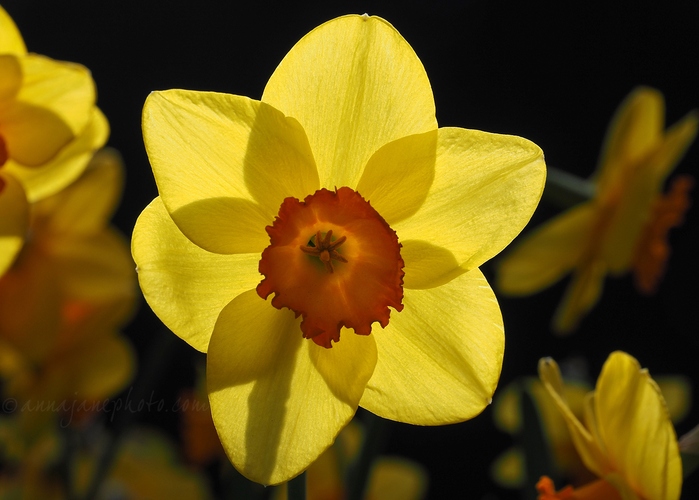 20220424-daffodil.jpg