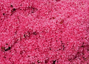 Pink Azalia