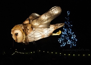Chester Zoo Lanterns - Owl